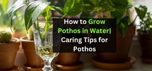 How to Grow Pothos in Water| Caring Tips for Pothos