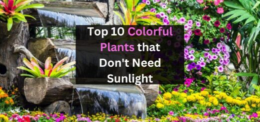 Colorful Plants that Don't Need Sunlight