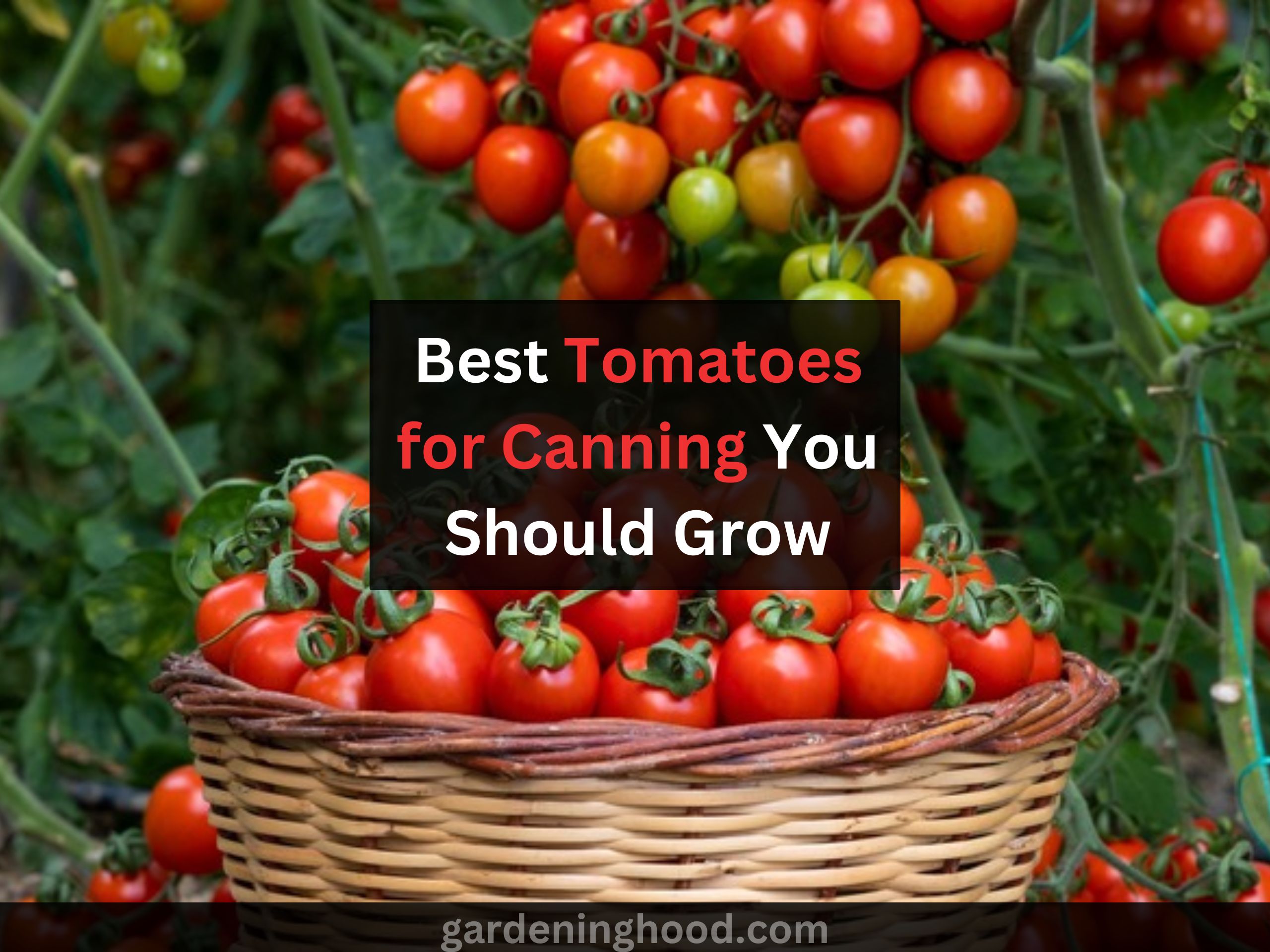 Best Tomatoes for Canning You Should Grow