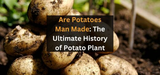 Are Potatoes Man Made