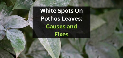 White Spots On Pothos Leaves: Causes and Fixes