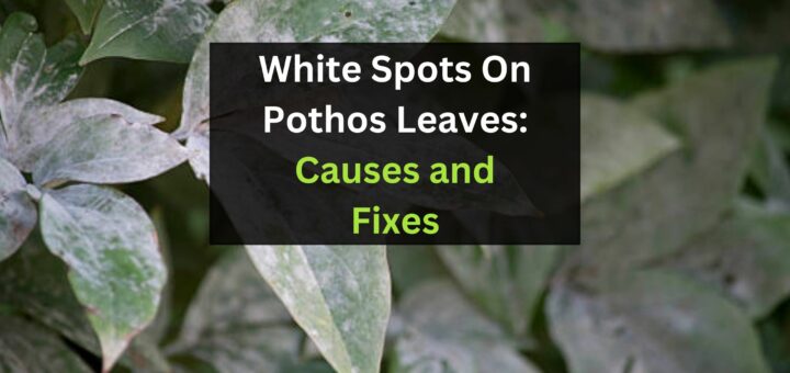 White Spots On Pothos Leaves: Causes and Fixes
