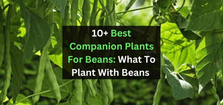 Best Companion Plants For Beans