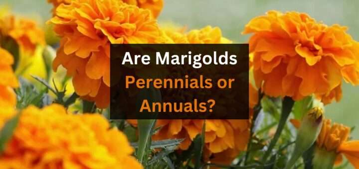 Are Marigolds Perennials or Annuals? Everything you should know about them 