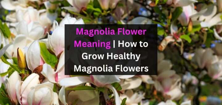 Magnolia Flower Meaning | How to Grow Healthy Magnolia Flowers