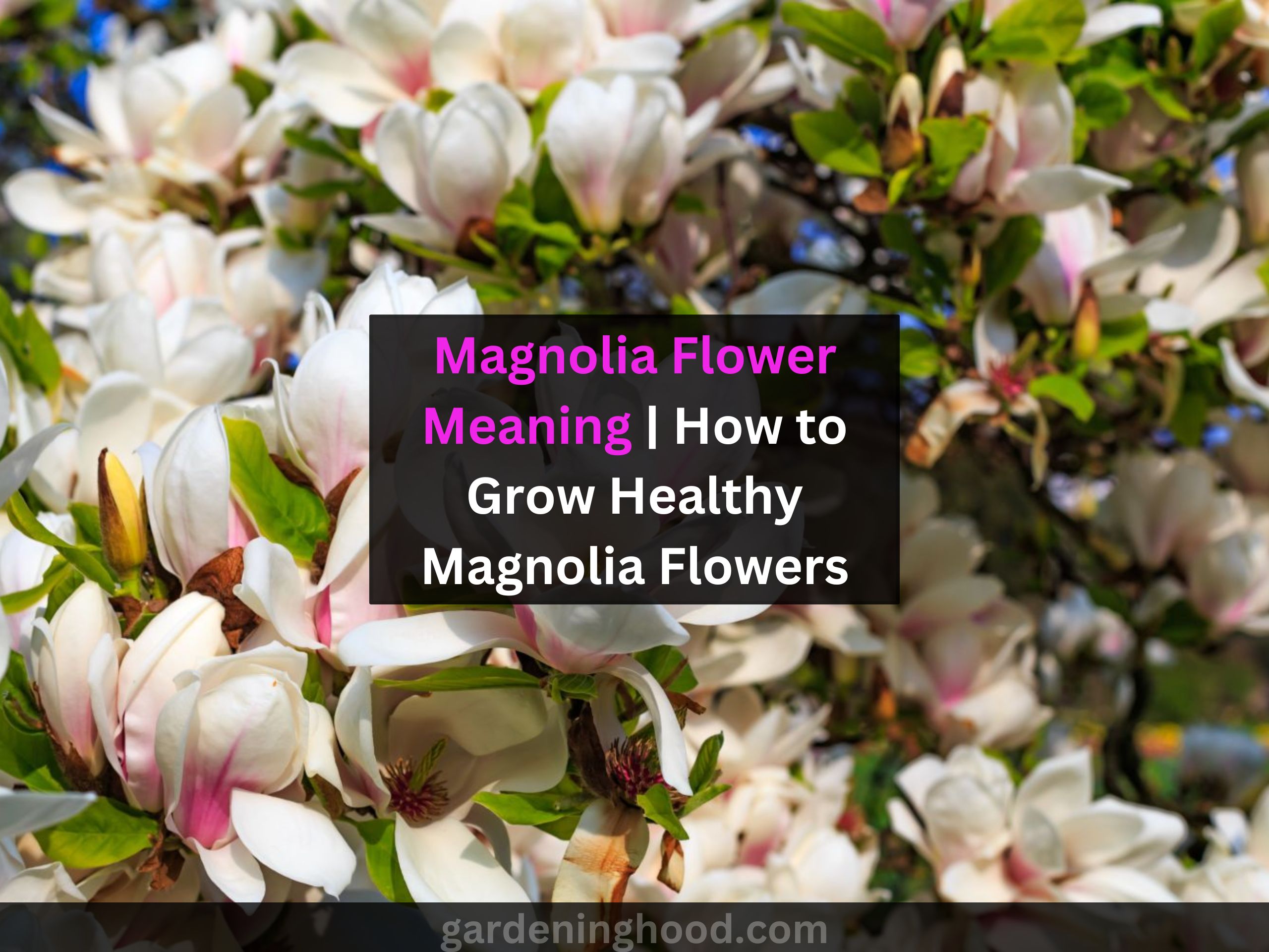 Magnolia Flower Meaning | How to Grow Healthy Magnolia Flowers