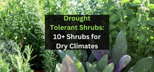 Drought-Tolerant Shrubs