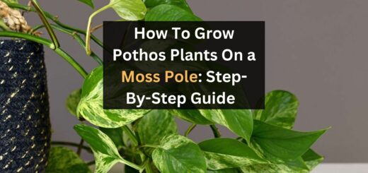 How To Grow Pothos Plants On a Moss Pole