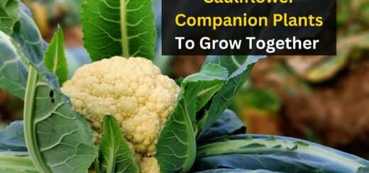 10 Best Cauliflower Companion Plants To Grow Together 