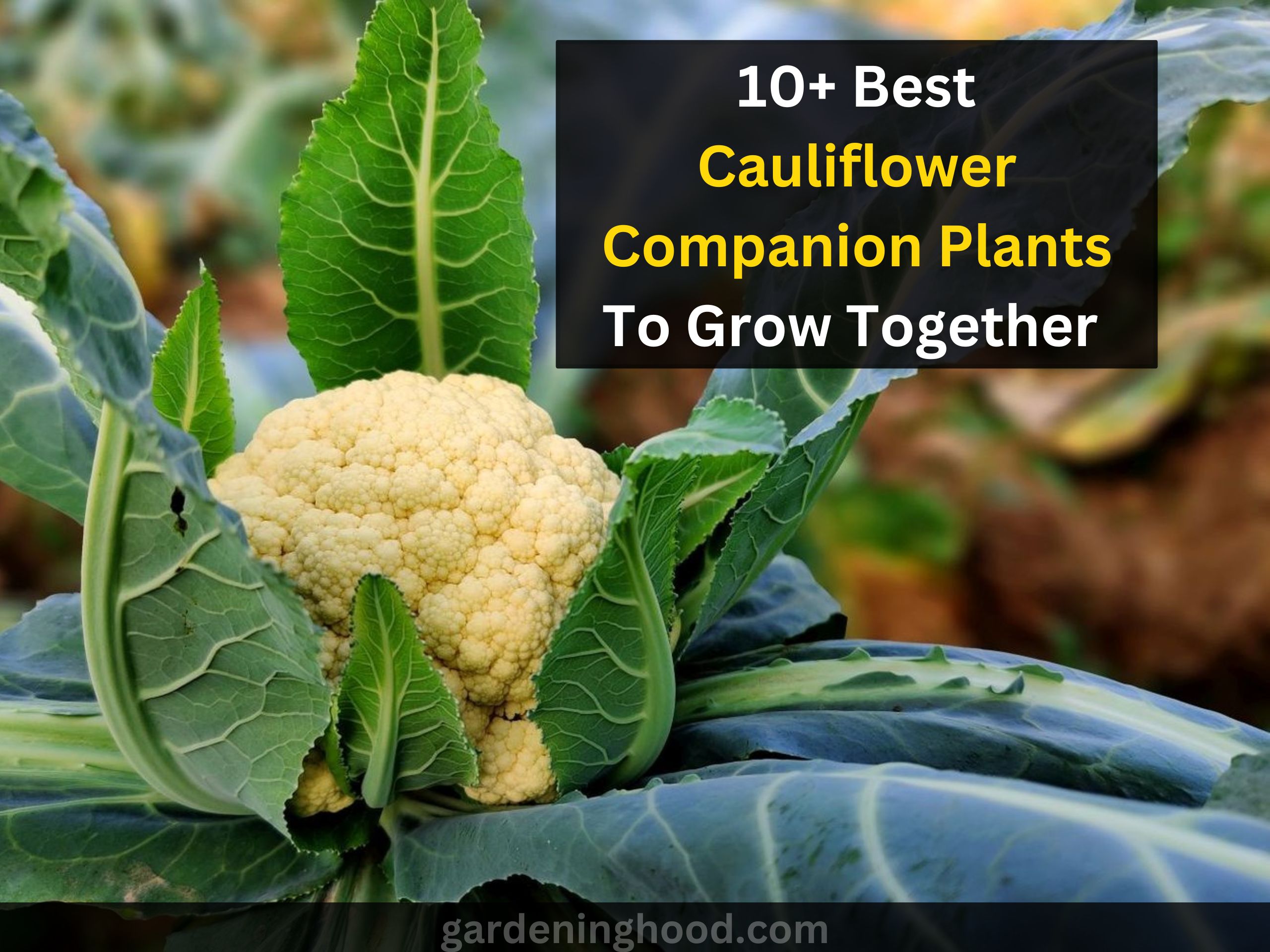 10 Best Cauliflower Companion Plants To Grow Together 