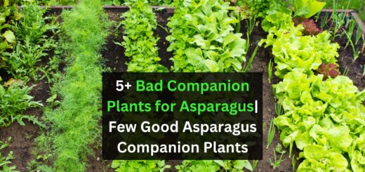 5+ Bad Companion Plants for Asparagus| Few Good Asparagus Companion Plants