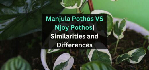 Manjula Pothos VS Njoy Pothos