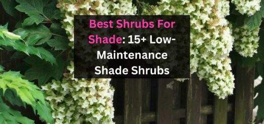 Best Shrubs For Shade: 15 Low-Maintenance Shade Shrubs