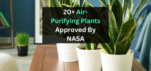 Air Purifying Plants Approved By NASA