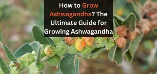 how to grow Ashwagandha