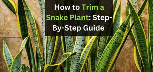 How to Trim a Snake Plant: Step-By-Step Guide 