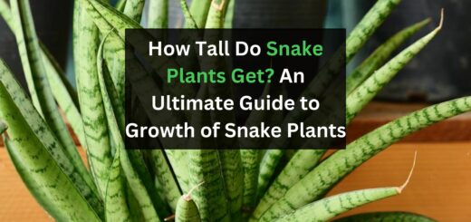 How Tall Do Snake Plants Get? An Ultimate Guide to Growth of Snake Plants