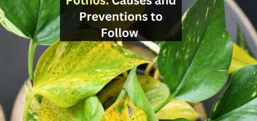 bacterial leaf spot pothos: causes and prevention to follow