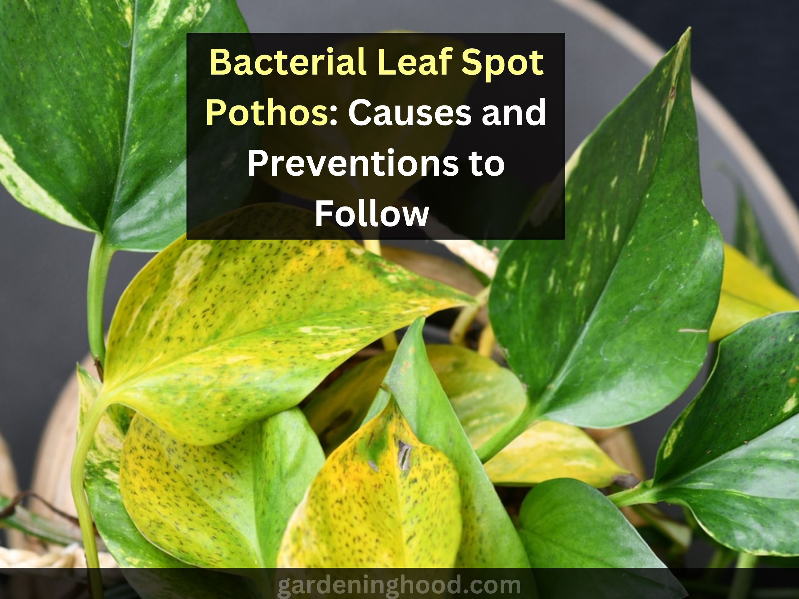 bacterial leaf spot pothos: causes and prevention to follow