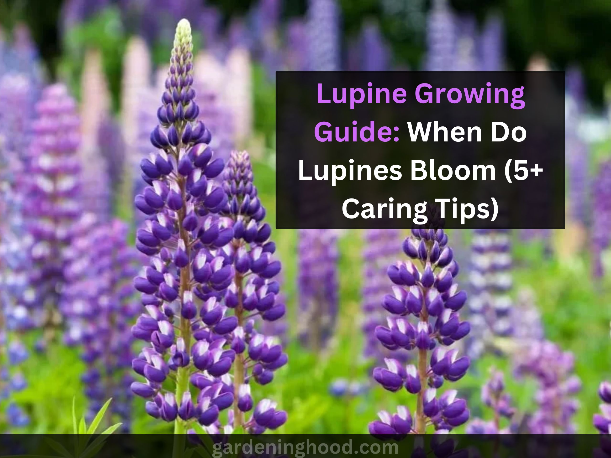 Lupine Growing Guide: When Do Lupines Bloom (5+ Caring Tips)