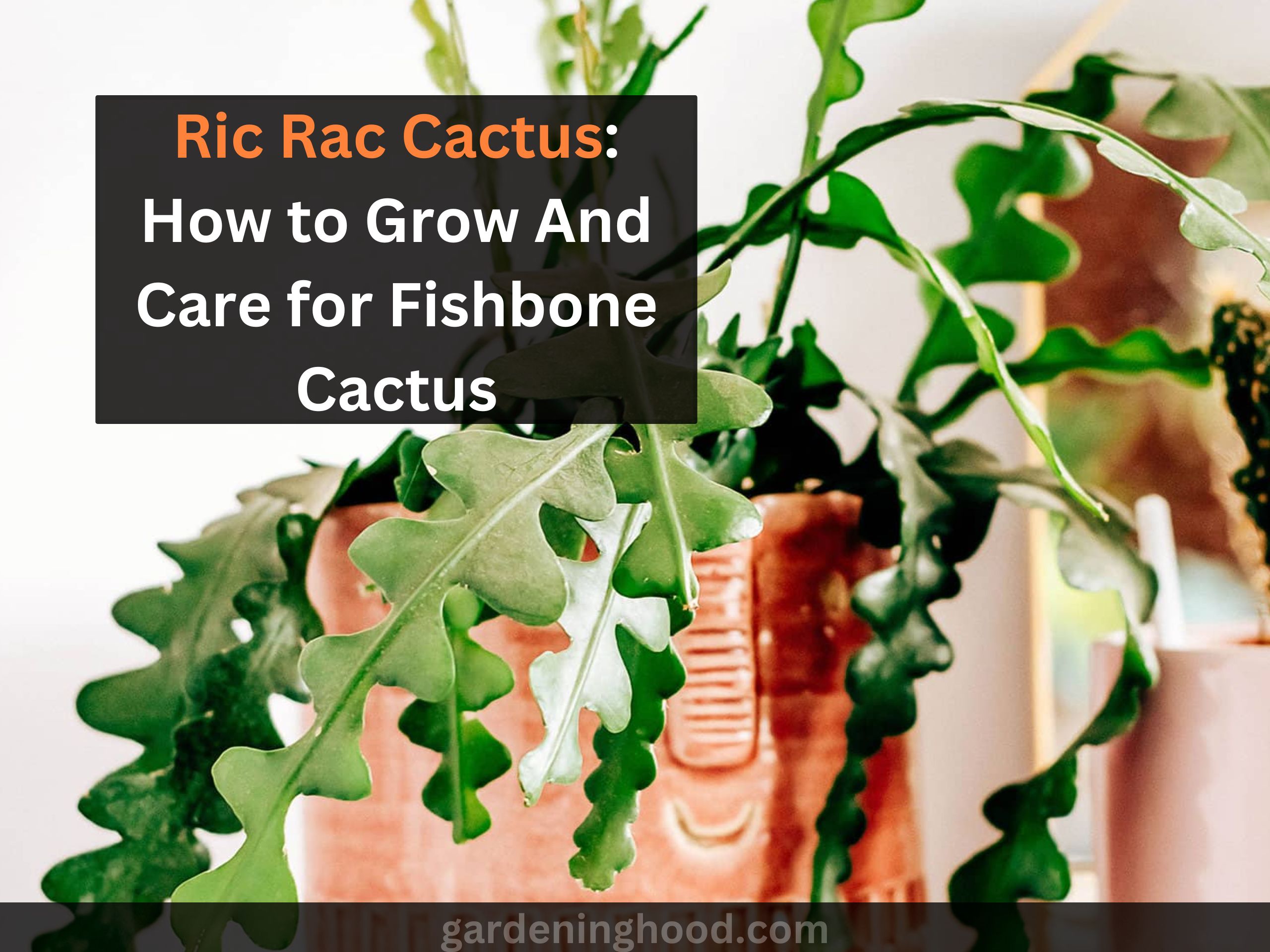 Ric Rac Cactus: How to Grow And Care for Fishbone Cactus