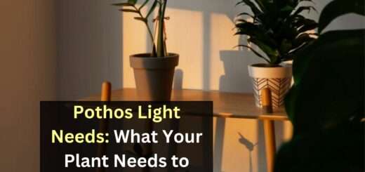 Pothos Light Needs: What Your Plant Needs to Grow in Your Garden