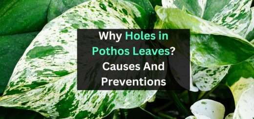 Why Holes in Pothos Leaves? Causes And Prevention To Follow 