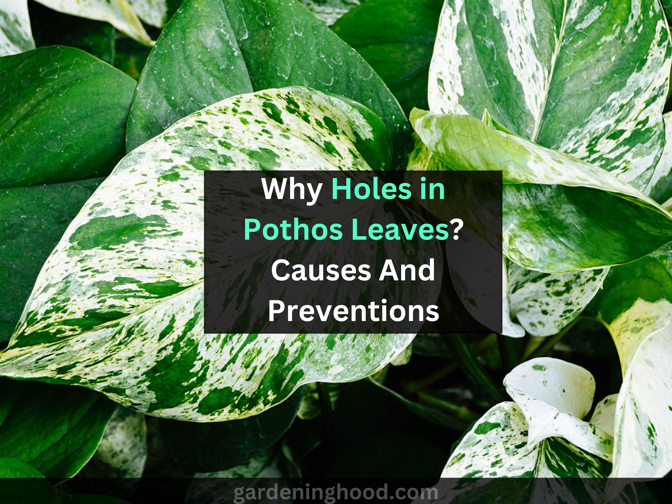 Why Holes in Pothos Leaves? Causes And Prevention To Follow 