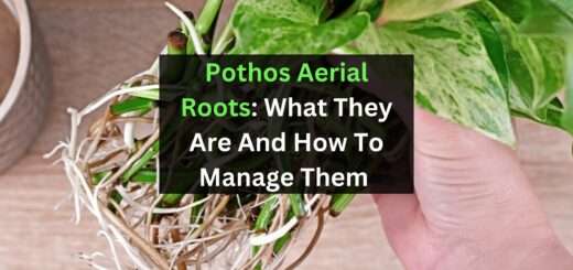 Pothos Aerial Roots: What They Are And How To Manage Them 