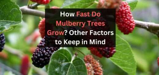 How Fast Do Mulberry Trees Grow? Other Factors to Keep in Mind