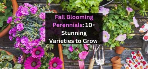 Fall Blooming Perennials: 10+ Stunning Varieties to Grow