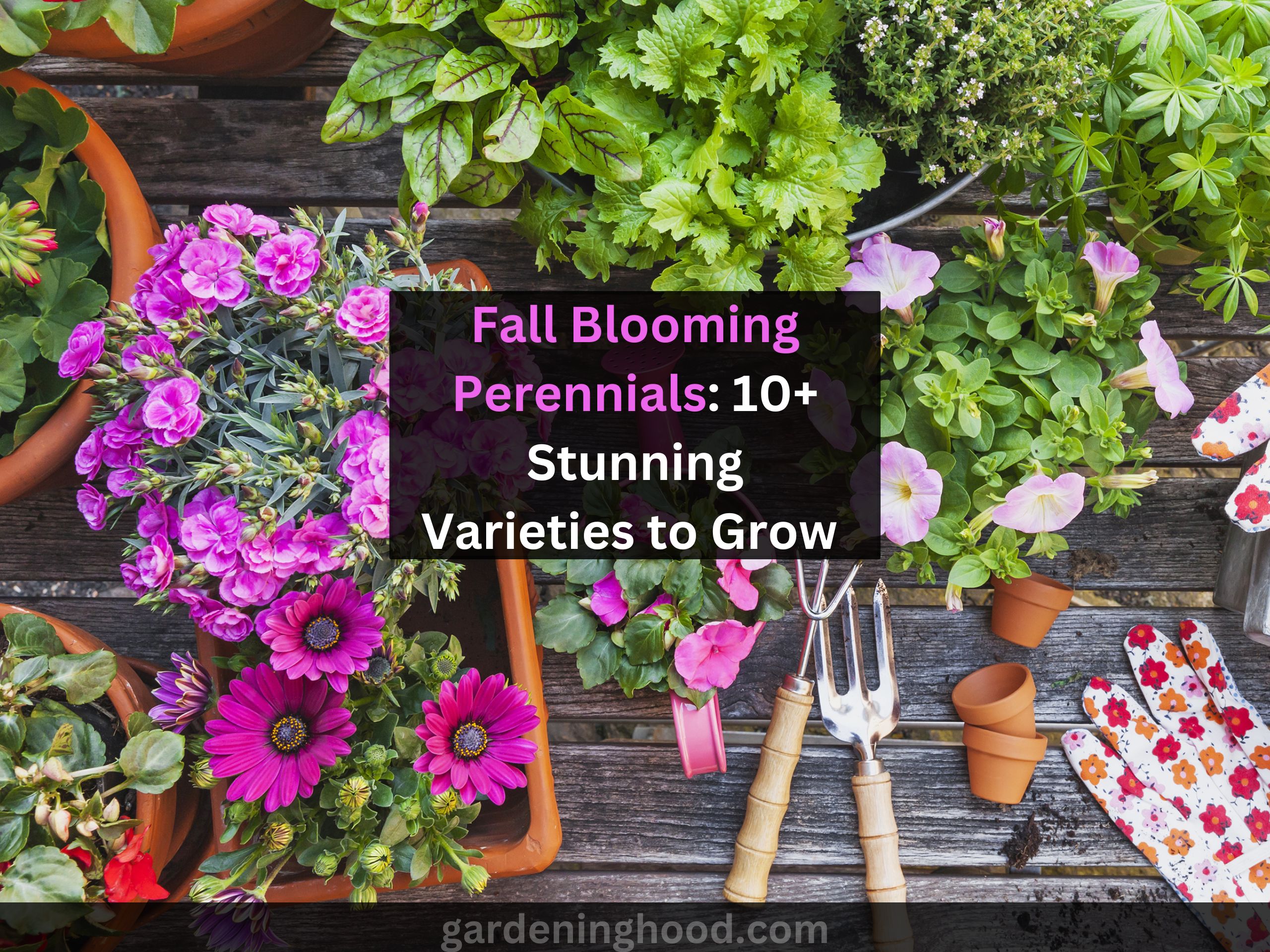 Fall Blooming Perennials: 10+ Stunning Varieties to Grow