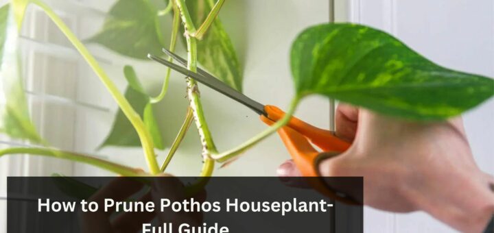 How to Prune Pothos Houseplant- Full Guide