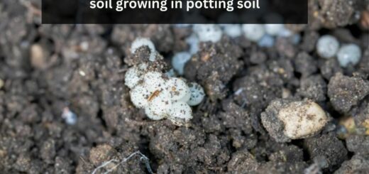 Reasons for White fungus balls in soil growing in potting soil