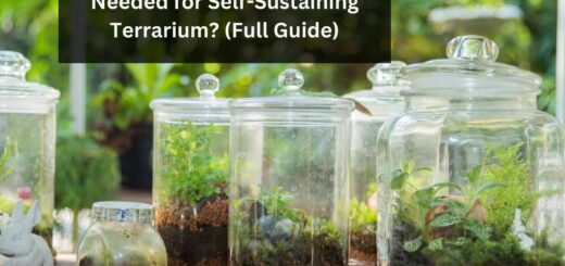 How to Create and What is Needed for Self-Sustaining Terrarium? (Full Guide)