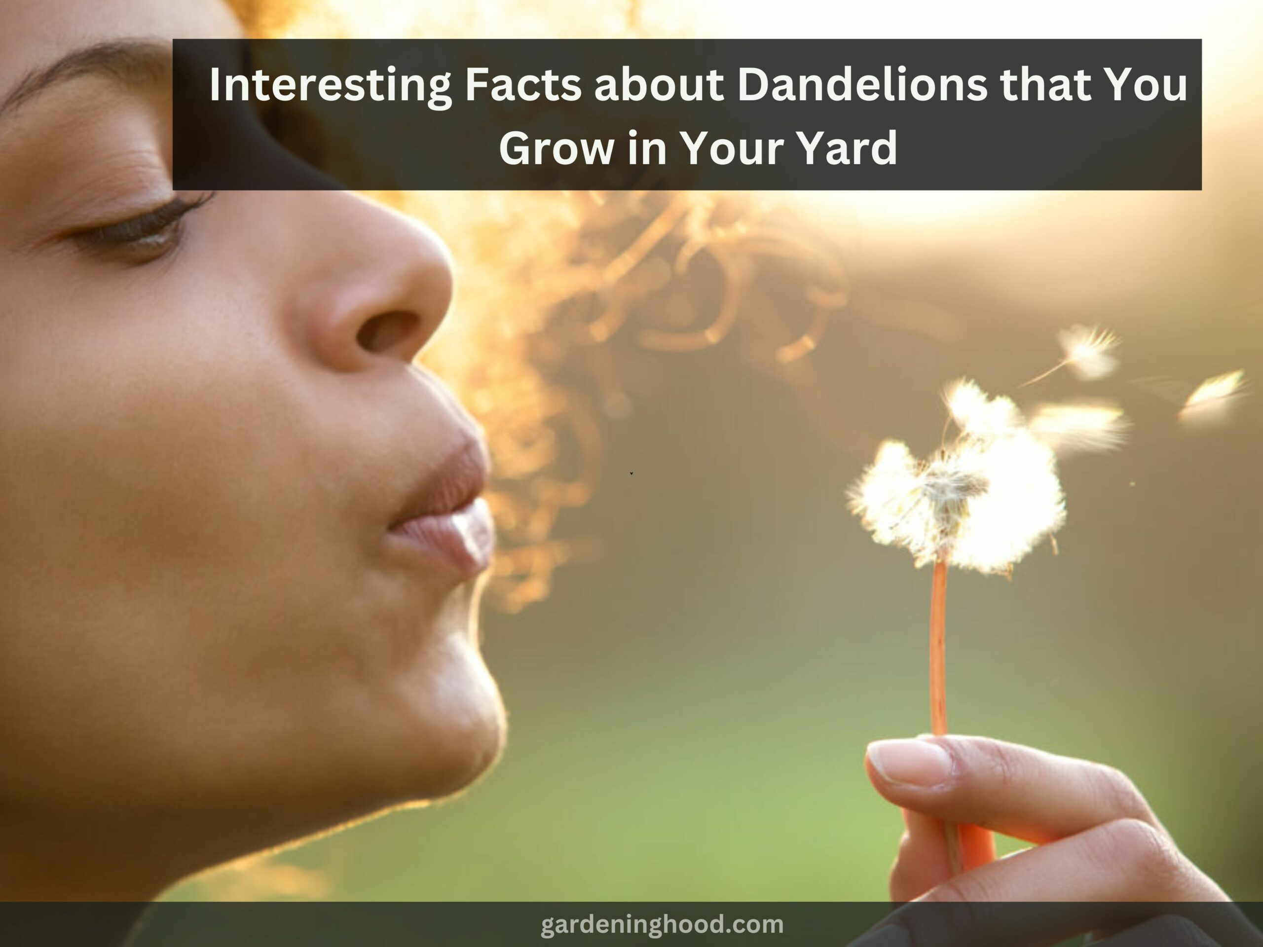 Interesting Facts about Dandelions that You Grow in Your Yard