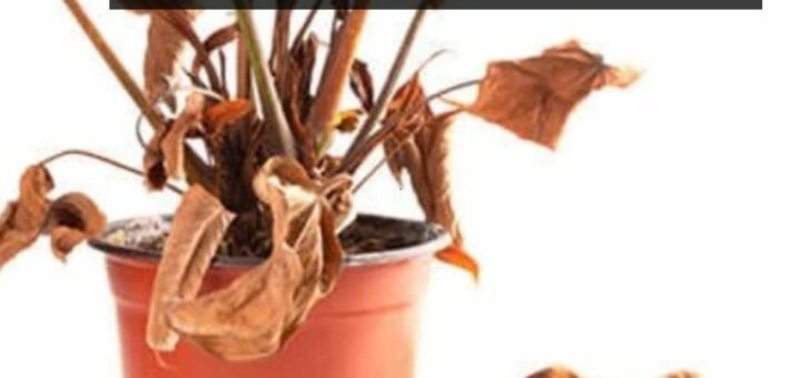 13 Ways to Save a Dying Plant- Complete guide