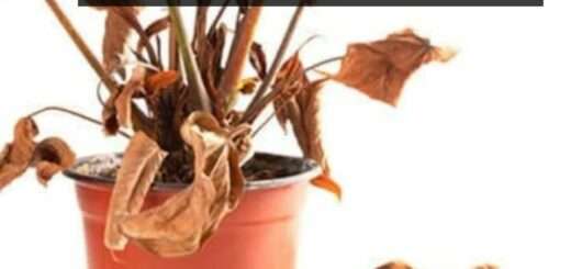 13 Ways to Save a Dying Plant- Complete guide