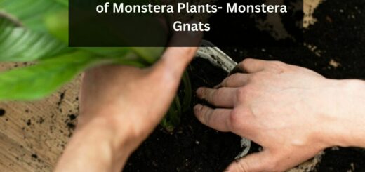 Ways to Get Rid of Fungus Gnats of Monstera Plants- Monstera Gnats