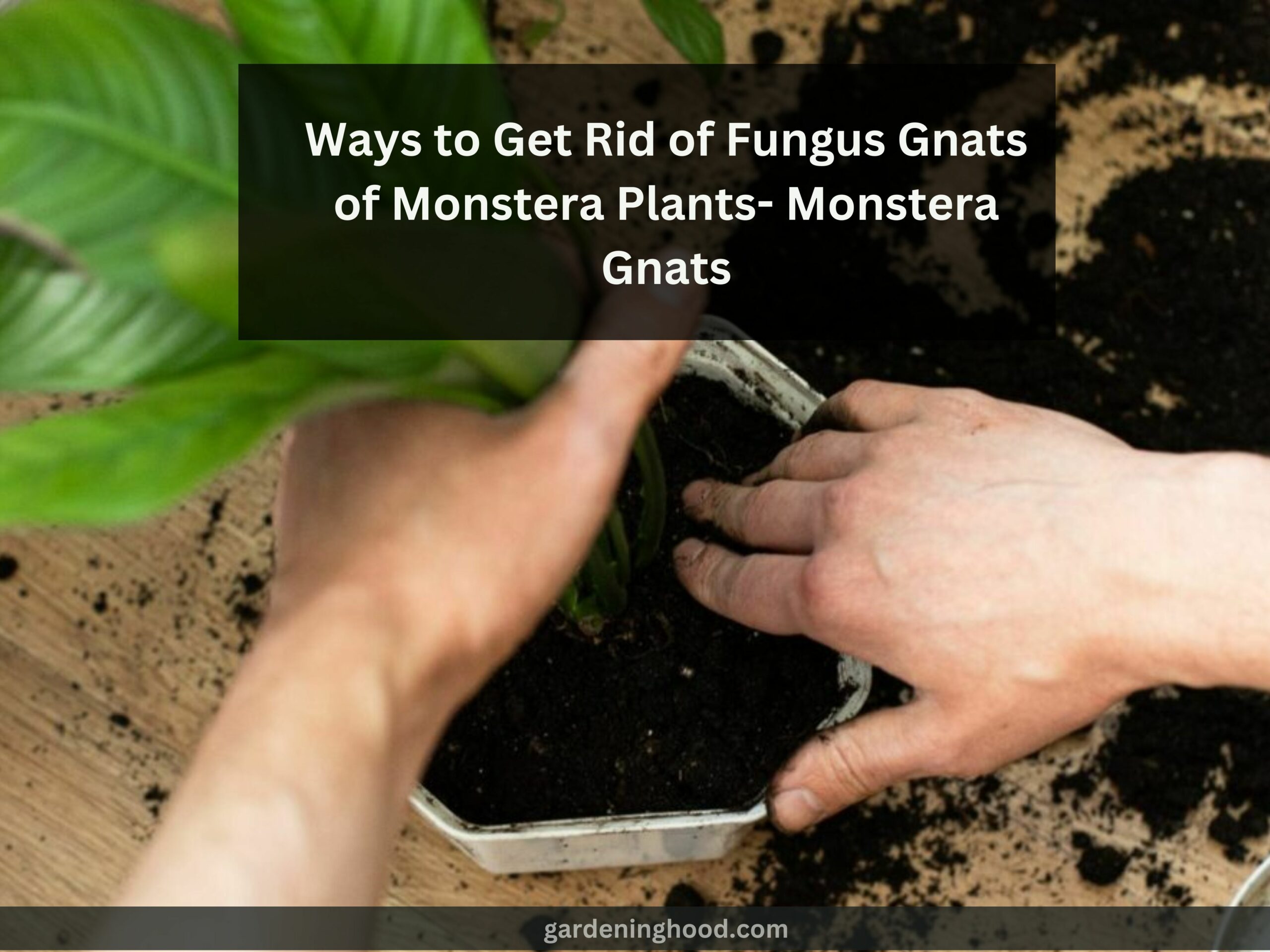 Ways to Get Rid of Fungus Gnats of Monstera Plants- Monstera Gnats