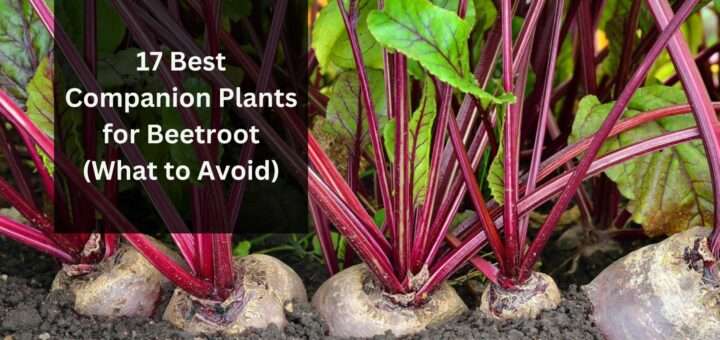 17 Best Companion Plants for Beetroot (What to Avoid)