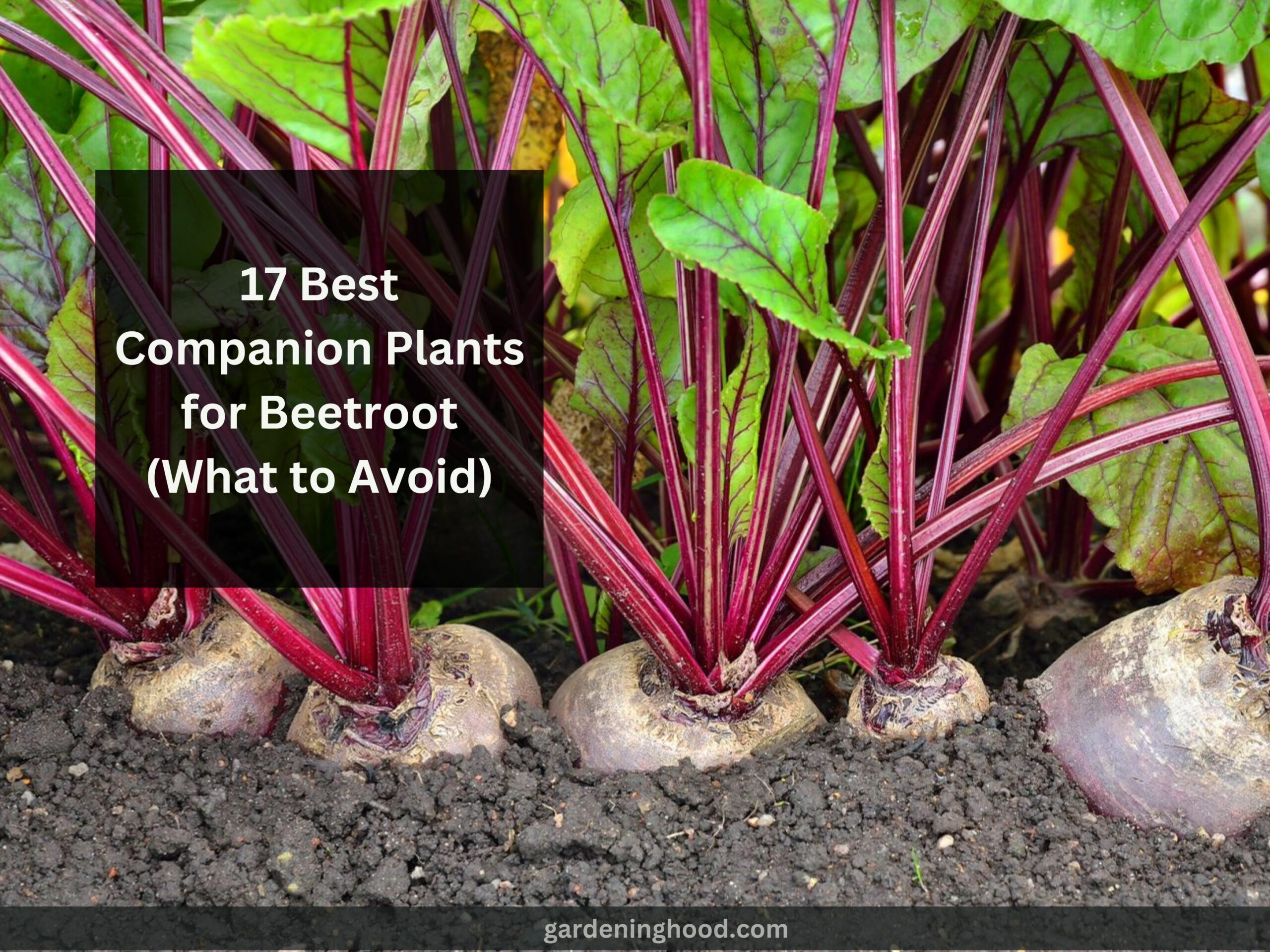 17 Best Companion Plants for Beetroot (What to Avoid)