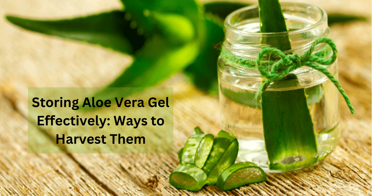Storing Aloe Vera Gel Effectively: Ways to Harvest Them