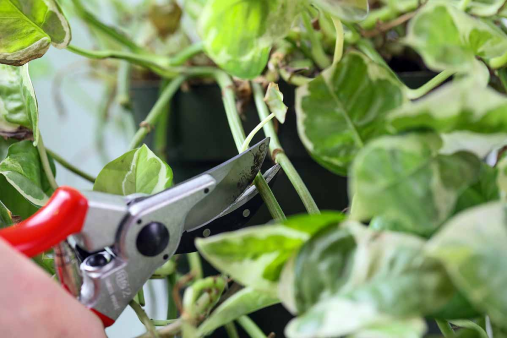How to Prune Pothos Houseplant- Full Guide