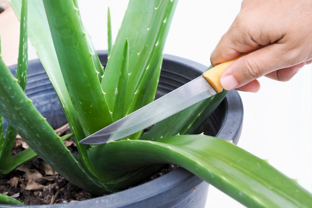 Storing Aloe Vera Gel Effectively: Ways to Harvest Them