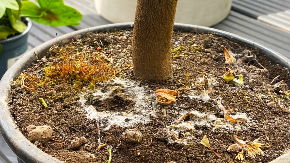 Reasons for White fungus balls in soil growing in potting soil