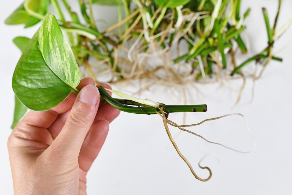 How to Grow and Care Glacier Pothos in Your Garden- Full Guide