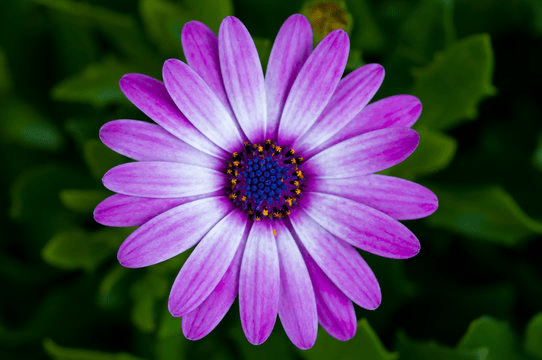 Purple Annual Flowers: 15+ Purple Annual Flowers for your Garden