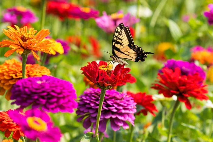 How to Grow and Care for Zinnias Plant- full Guide