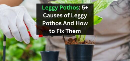 Leggy Pothos: 5+ Causes of Leggy Pothos And How to Fix Them
